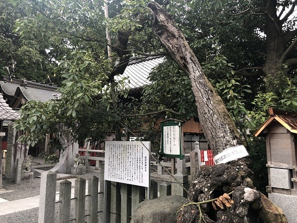 稗田野神社　瘤の木