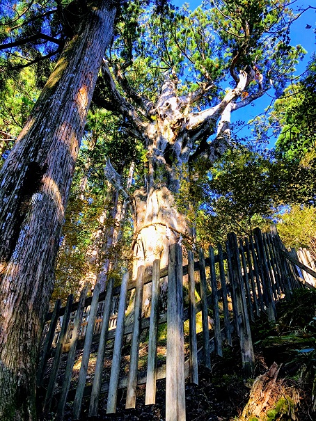 規格外！樹齢3000年の神代杉　玉置神社