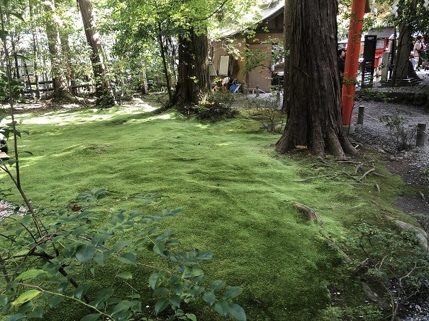野宮神社　苔の庭園