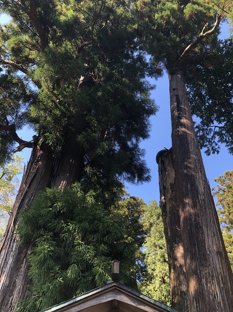 静原神社　インパクト大の杉の御神木