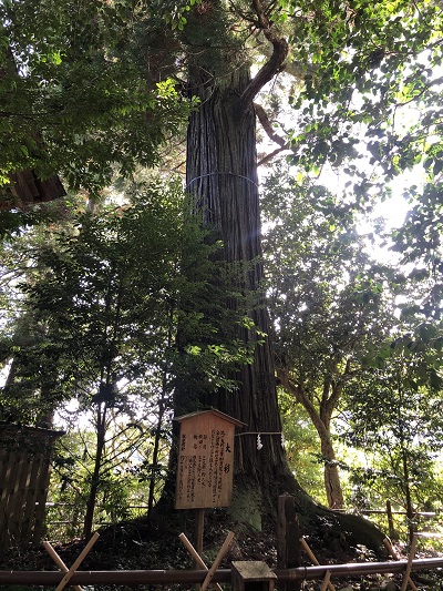 島根須佐神社樹齢1300年のご神木「大杉」