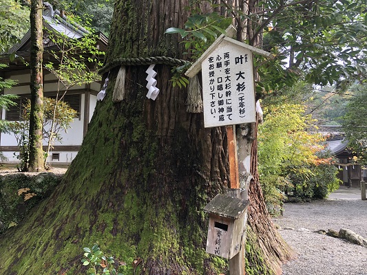 丹生川上神社中社　樹齢1000年の叶えの大杉・樹齢800年の夫婦杉