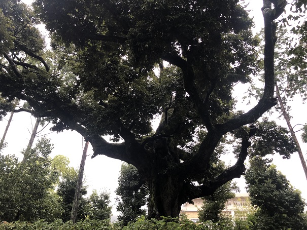 境内裏の巨木ご神木「スダジィ」新日吉神宮
