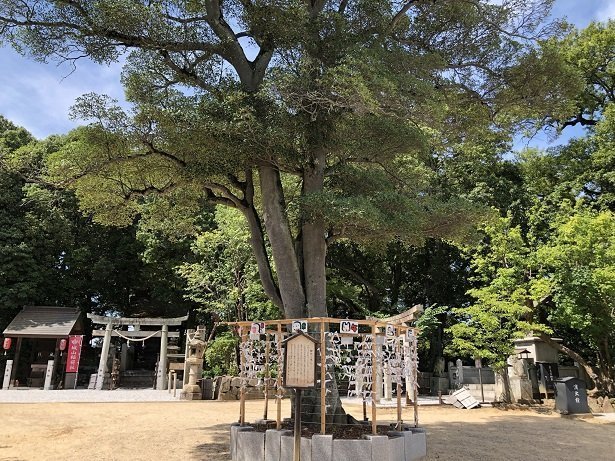 岡山・阿智神社阿智神社一の長寿の木に縁結びを祈願する