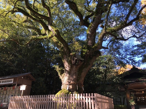 愛知県熱田神宮　境内一の樹齢千年以上の大楠（パワースポット）