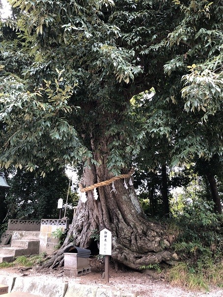 揖夜神社樹齢６００年の御神木「椎の木」