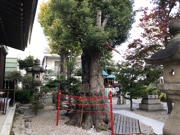 愛知名古屋・三輪神社赤い糸で良縁を結ぶ「推定樹齢450年の縁結びの木」