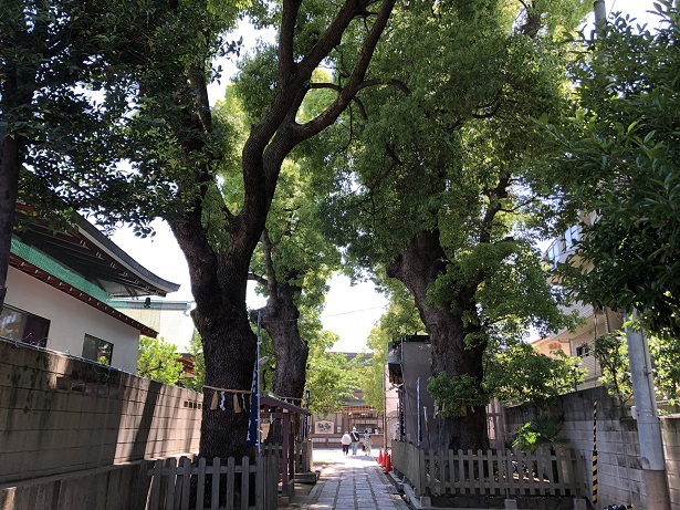 樹齢500年の4本の立派な御神木！！阿倍王子神社