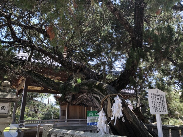 兵庫・高砂神社御神木「いぶき」