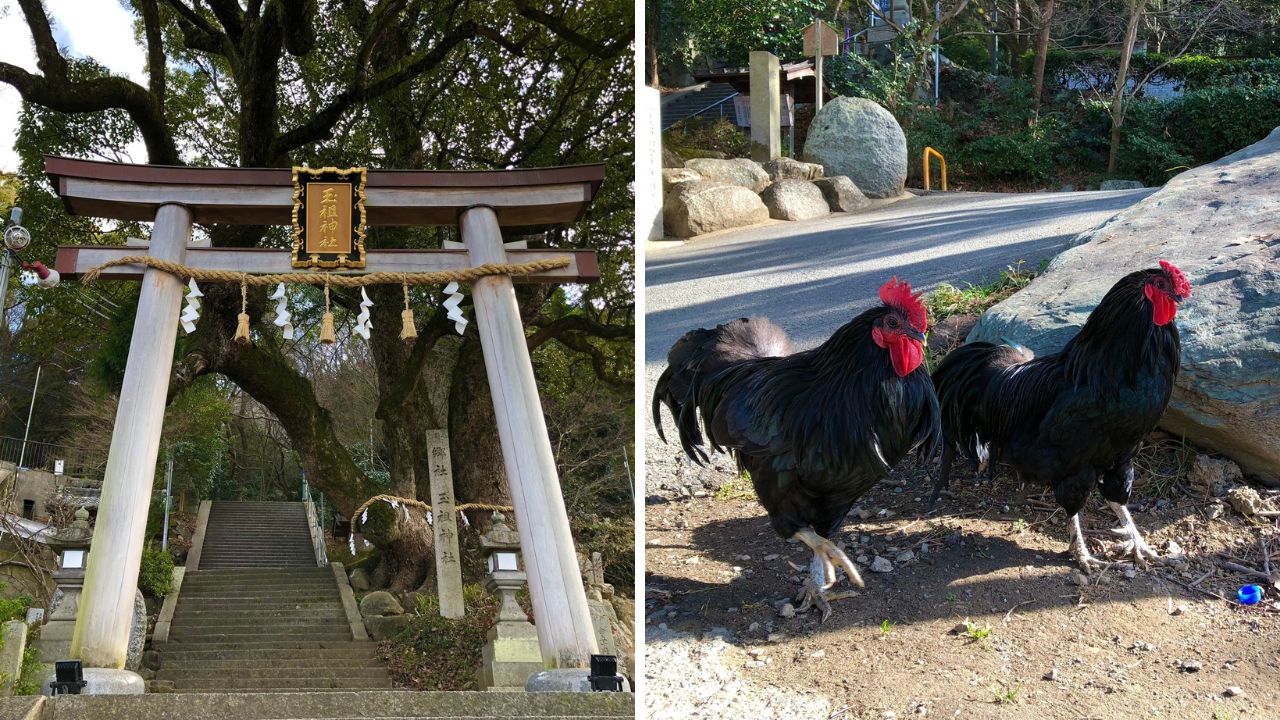 【大阪府・玉祖神社】歴史と自然が織りなす高安の鎮守