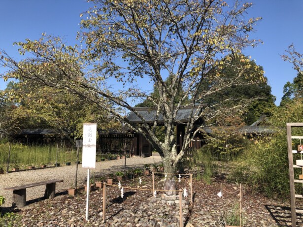 【奈良・吉野神宮】後醍醐天皇を祀る歴史と自然が調和する神社桜の名所