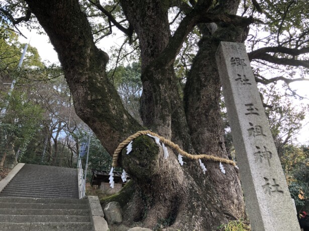 【大阪府・玉祖神社】歴史と自然が織りなす高安の鎮守御神木の大楠と白蛇大神