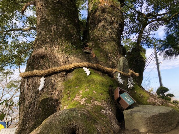 【大阪府・玉祖神社】歴史と自然が織りなす高安の鎮守御神木の大楠と白蛇大神