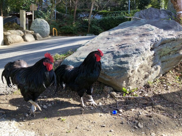 【大阪府・玉祖神社】歴史と自然が織りなす高安の鎮守境内で放し飼いにされるニワトリ