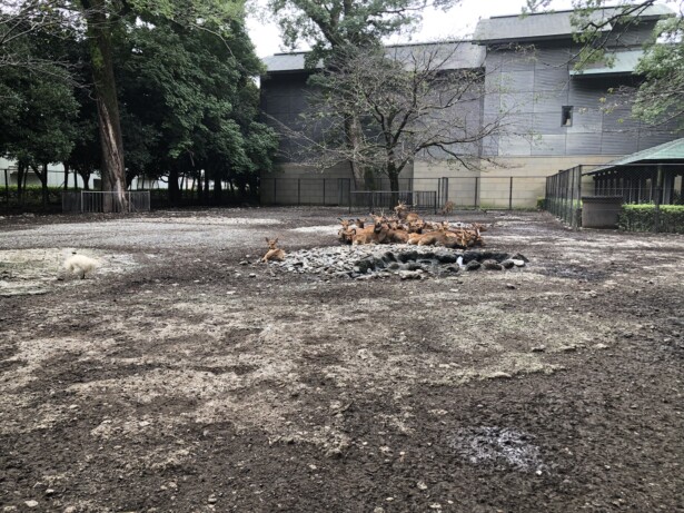 【静岡・三嶋大社】源頼朝も崇敬した伊豆国一宮の古社鹿