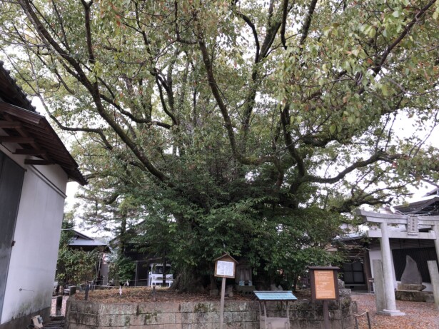 【和歌山県・闘鶏神社】源平合戦ゆかりの歴史ある熊野三山の起点地　御神木