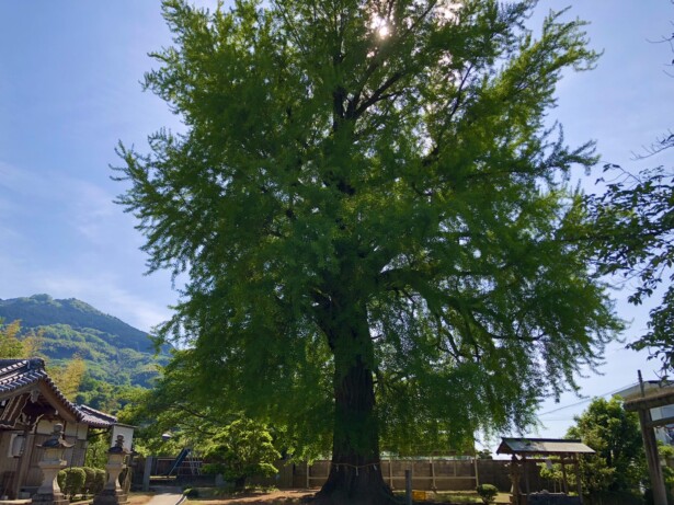 【和歌山県・丹生酒殿神社】酒造りの神と黄金色に輝くイチョウの御神木　